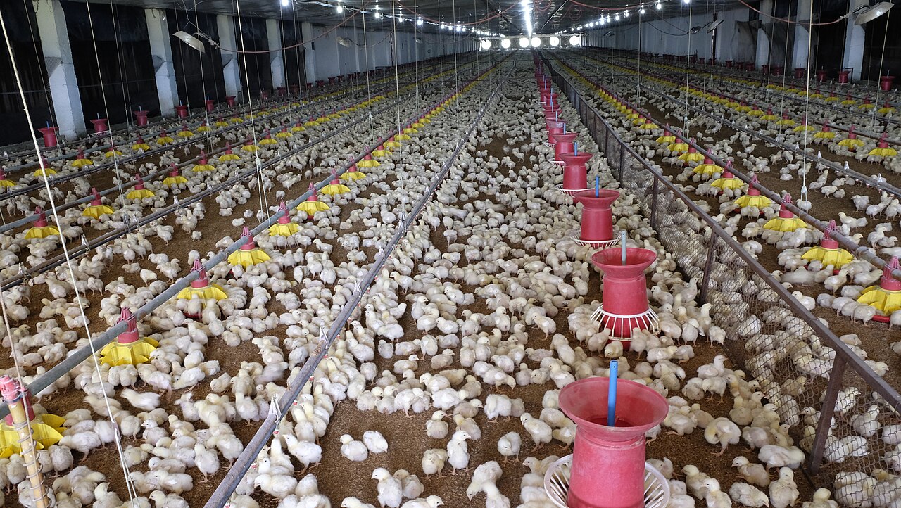 Aplikasi Probiotik Ternak & Perikanan BIO7 PT Biotek Agro Nusantara